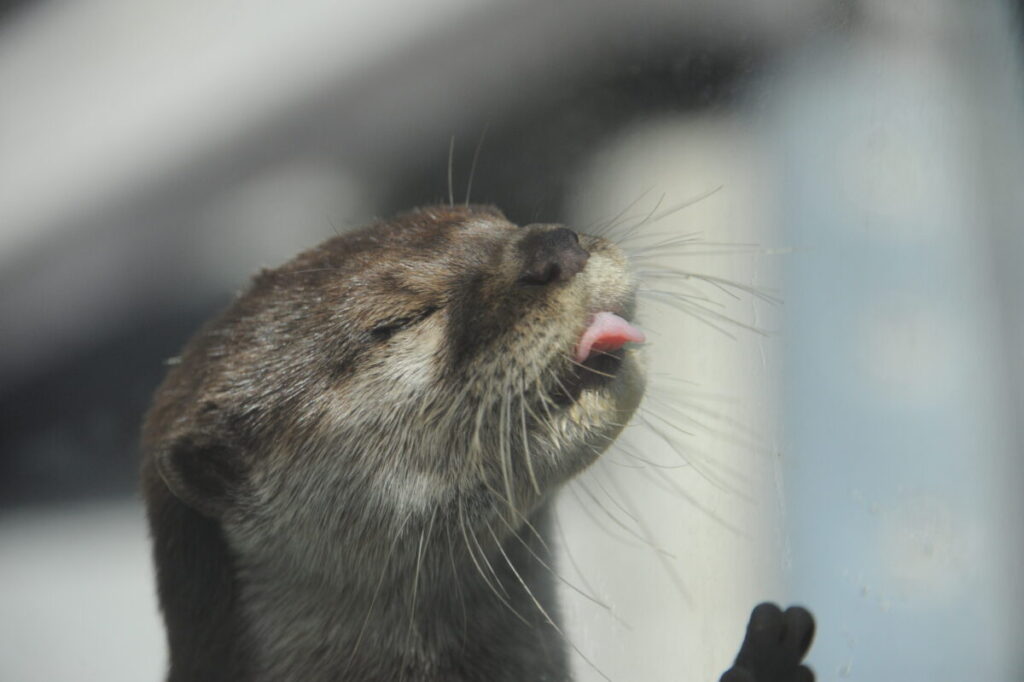 コツメカワウソ舌出し